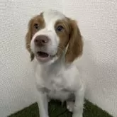 ブリタニースパニエル