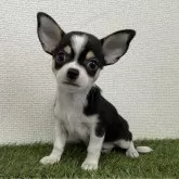 チワワ(スムース)