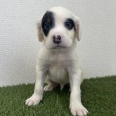 イングリッシュセッター