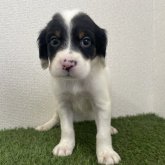 イングリッシュセッター