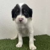 イングリッシュセッター