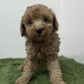 トイプードル(トイ)