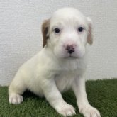 イングリッシュセッター