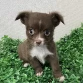 チワワ(ロング)