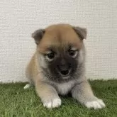 豆柴