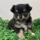 チワワ(ロング)