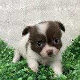 チワワ(ロング)