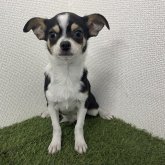 チワワ(スムース)