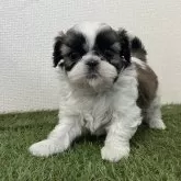 シーズー【広島県・女の子・2025年10月3日・ホワイト&ゴールド】の写真1