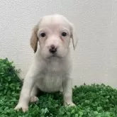 イングリッシュセッター