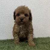 トイプードル(トイ)