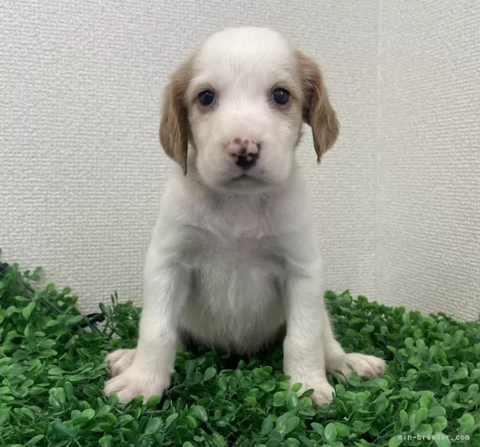 イングリッシュセッター【広島県・女の子・2025年6月17日・白