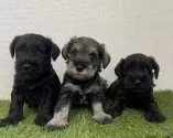 ミニチュアシュナウザー【広島県・男の子・2025年6月23日・ブラック】の写真5「左側です🐶」