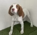 ブリタニースパニエル【広島県・男の子・2025年8月5日・白オレンジ】の写真6