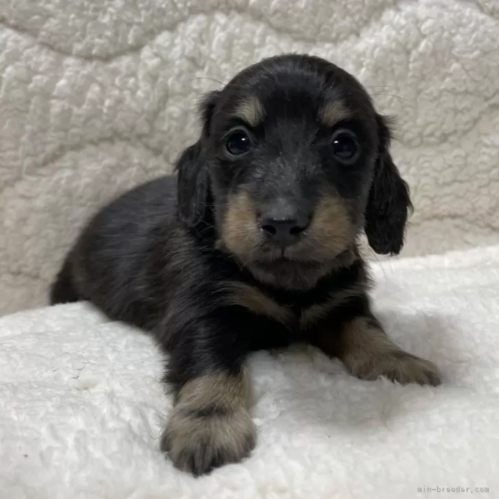 ID:2402-04118の子犬