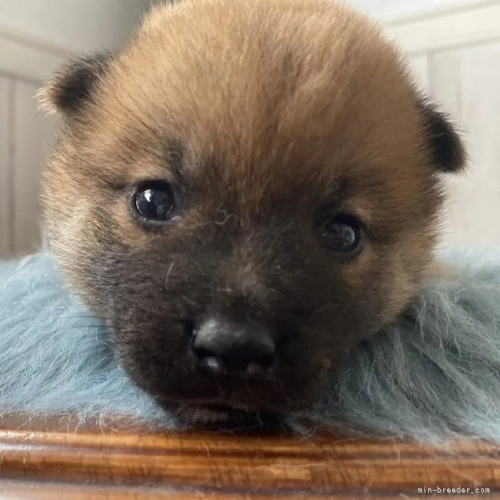 ID：2308-01070の子犬