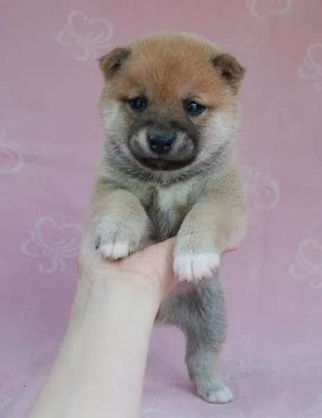 ゆずＰ 様のお迎えした子犬