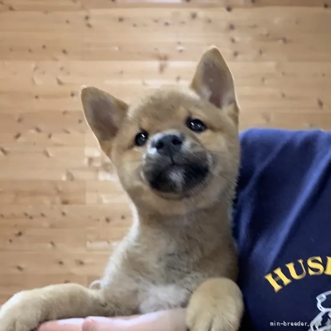 柴犬こうた 様のお迎えした子犬