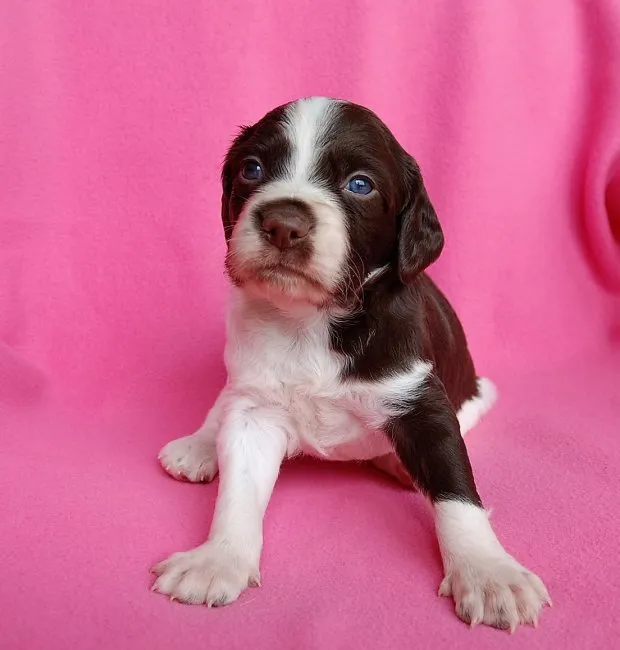 ID：1609-01344の子犬