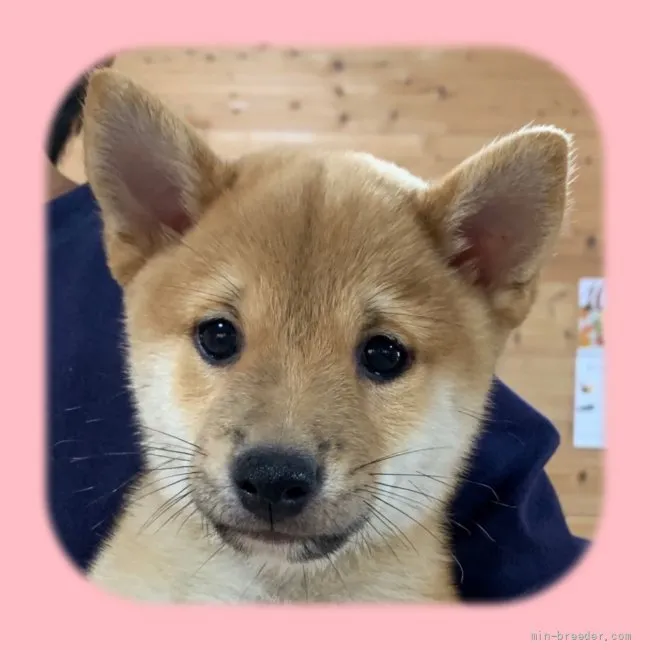 ID:2109-02043の子犬