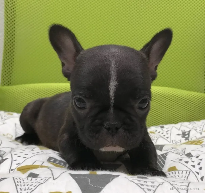 みや 様のお迎えした子犬