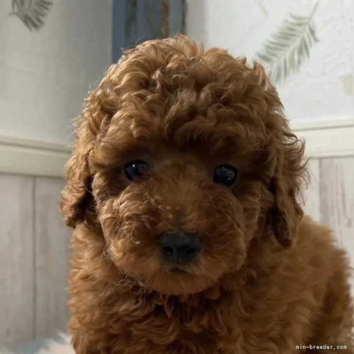ぶぅ 様のお迎えした子犬