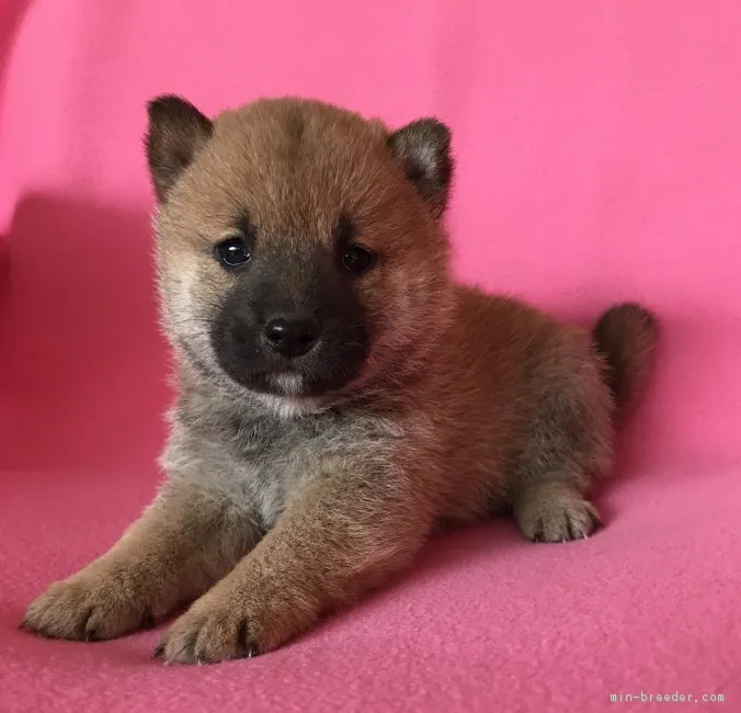 角 武蔵 様のお迎えした子犬