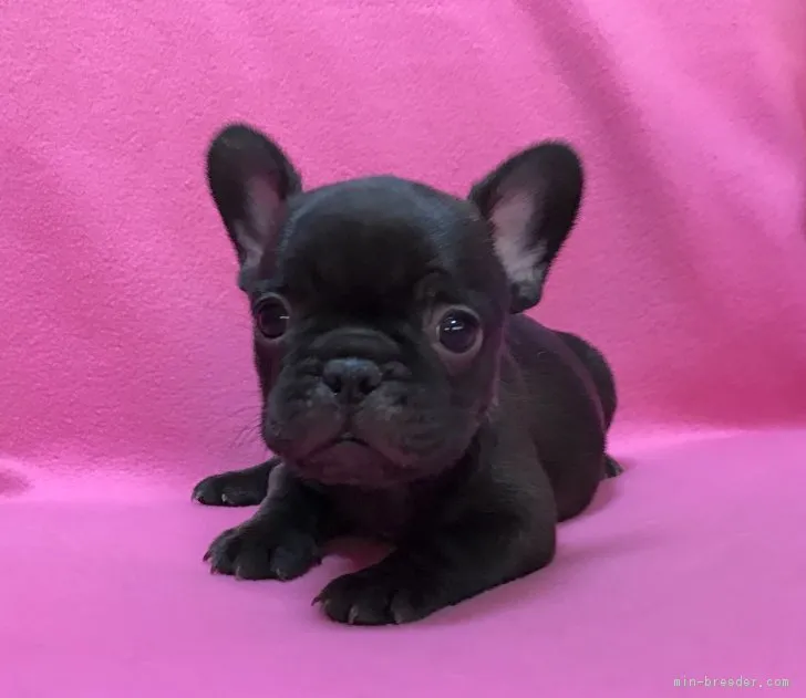 かあさんさん 様のお迎えした子犬