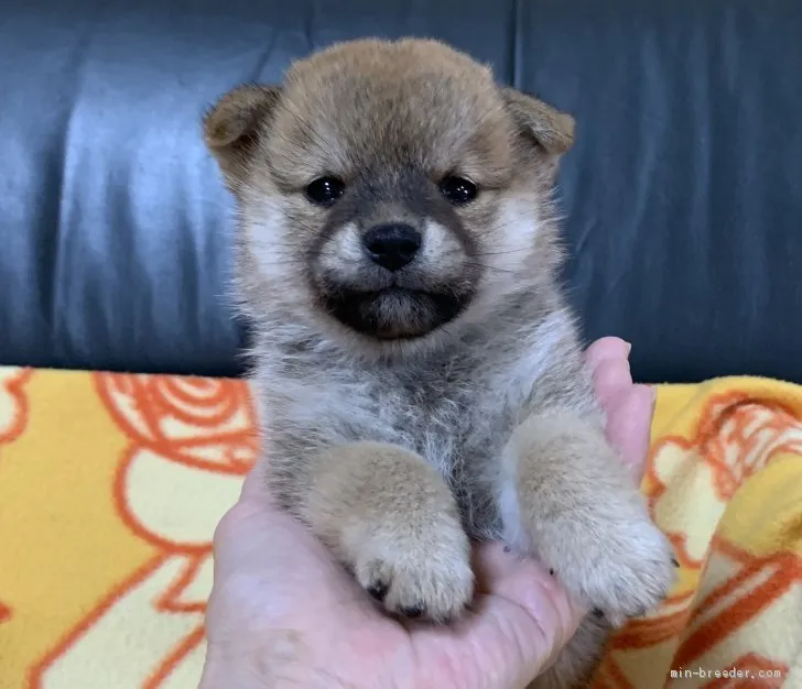 R.H 様のお迎えした子犬