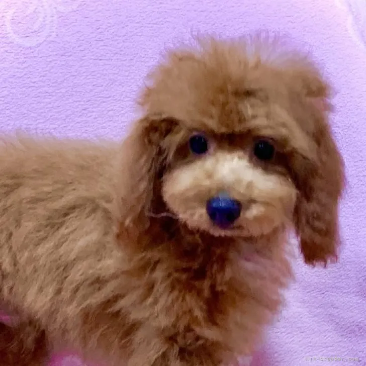 I.A 様のお迎えした子犬