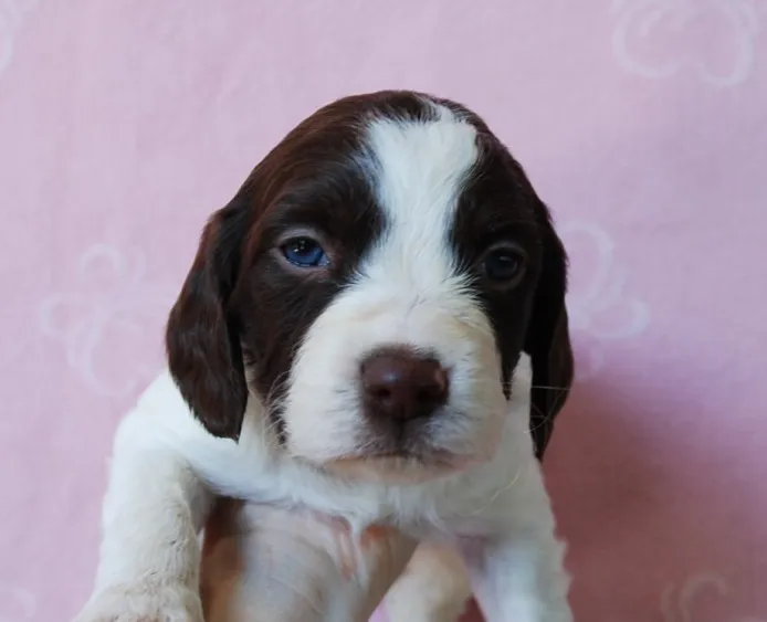 Salhapi 様のお迎えした子犬