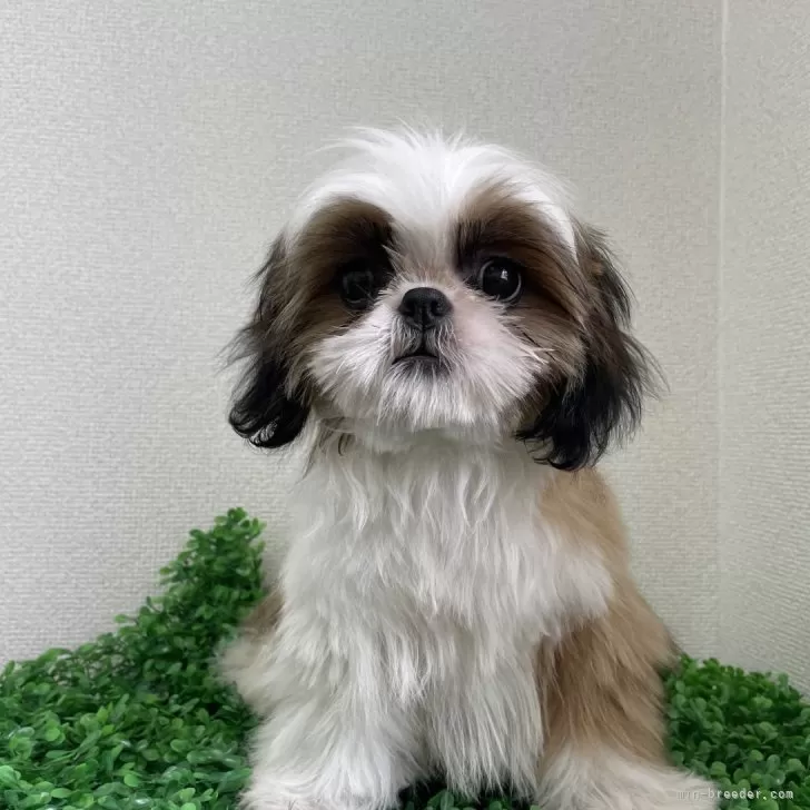ID:2402-05356の子犬