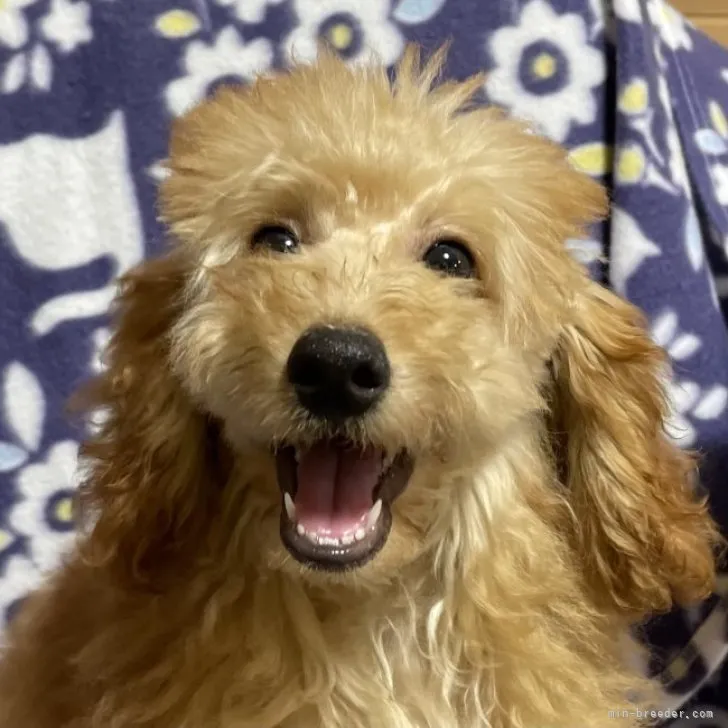 犬はともだち 様のお迎えした子犬