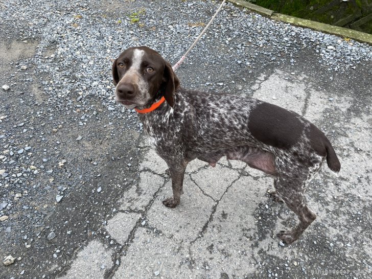 ジャーマン・ポインター【・女の子・2020年4月5日・霜降りリバー斑】