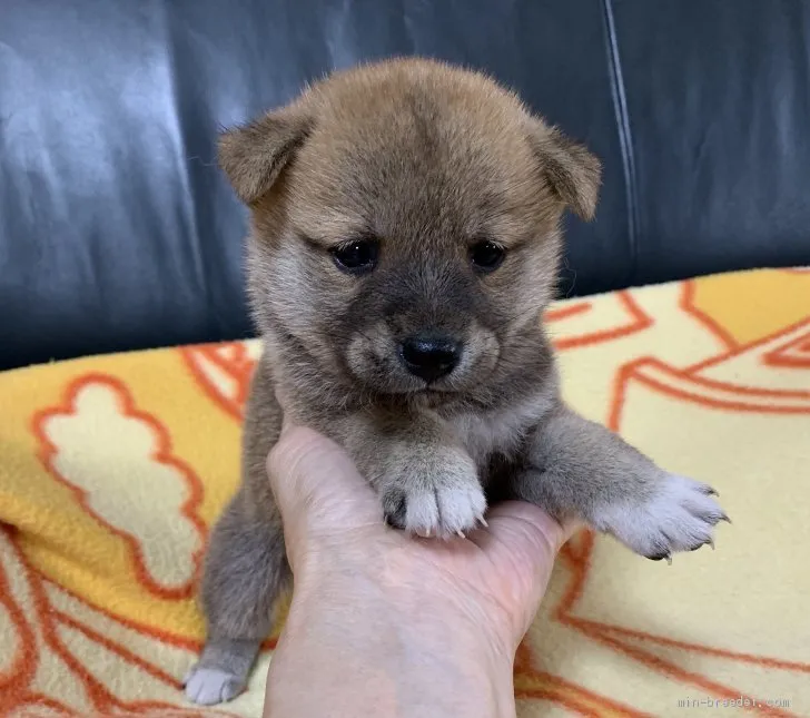 ID:2007-03121の子犬