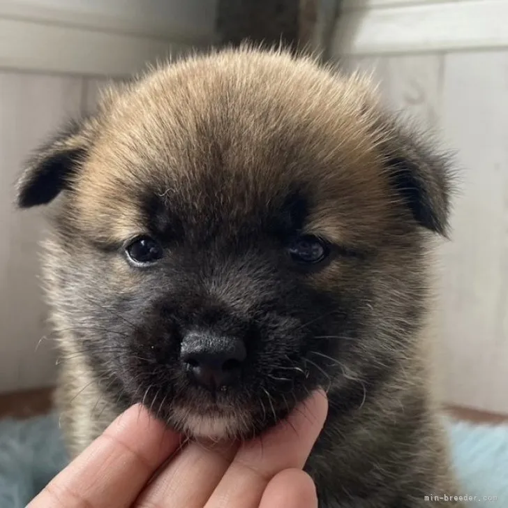 ID:2307-05358の子犬