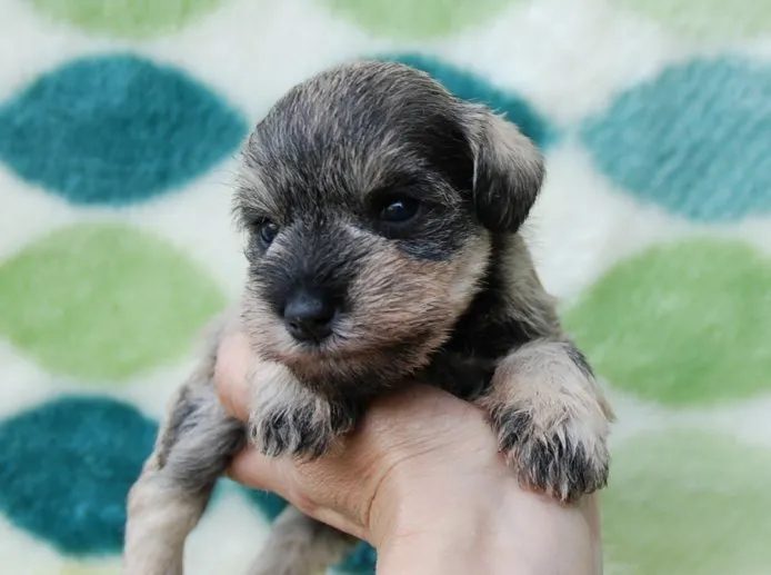 ゆい 様のお迎えした子犬
