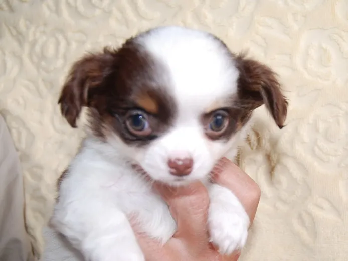 阿南 様のお迎えした子犬