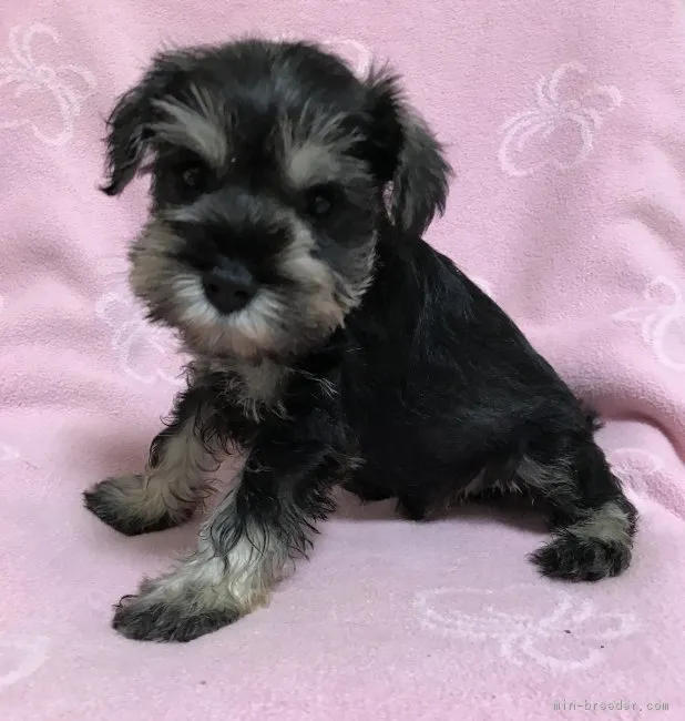レオパパ 様のお迎えした子犬