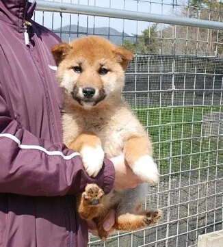 ID:1412-01327の子犬