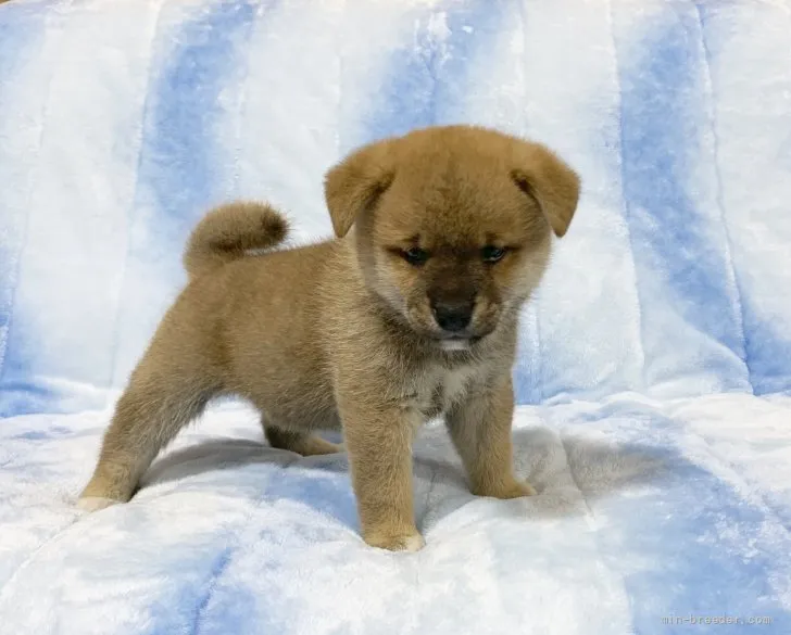 ID:2109-02052の子犬