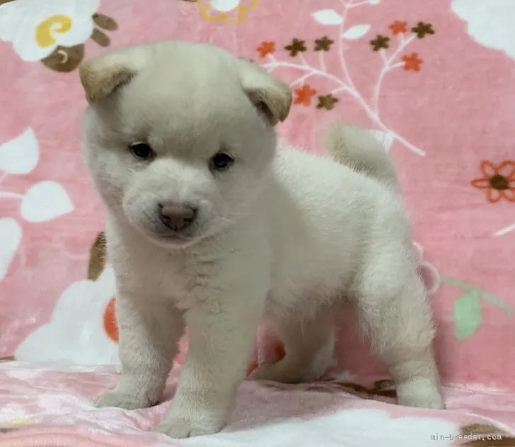 M.U 様のお迎えした子犬