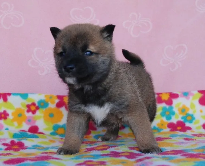なが 様のお迎えした子犬