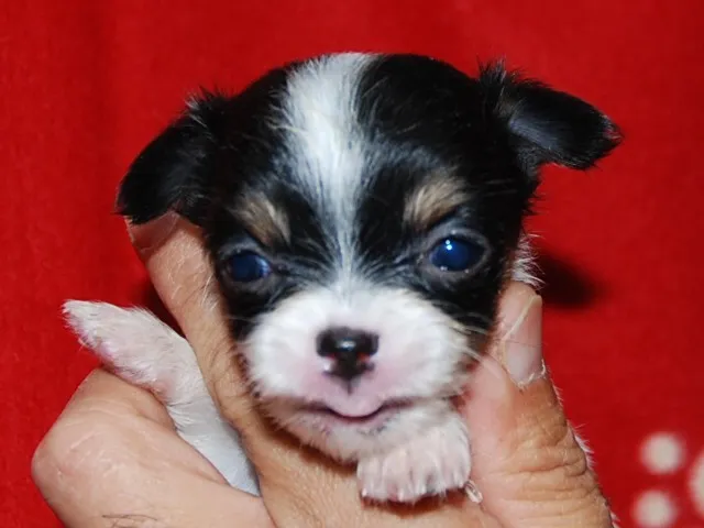 ID:1110-00303の子犬