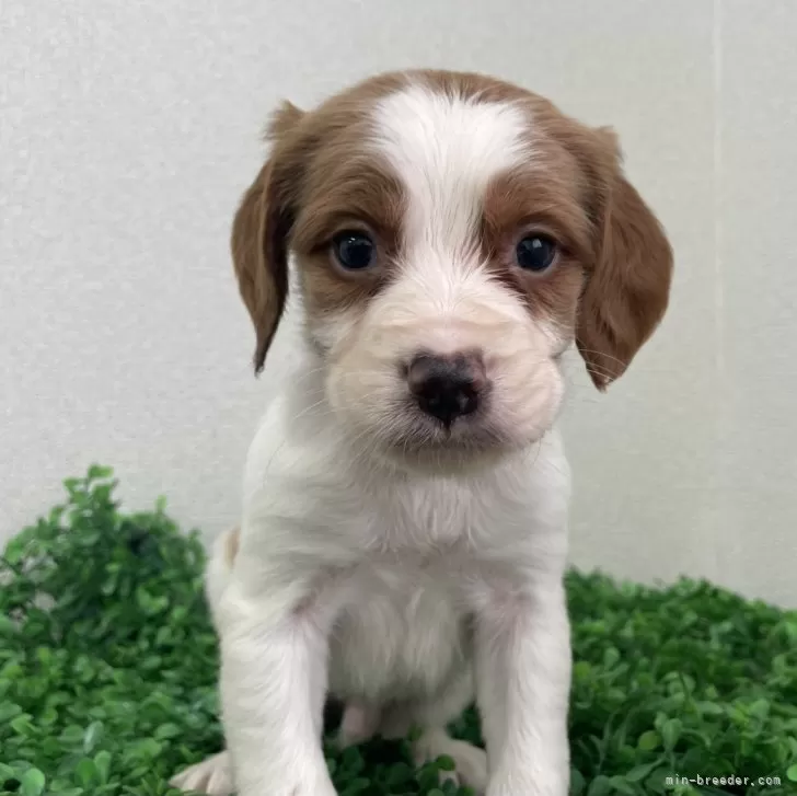 ソエさん 様のお迎えした子犬