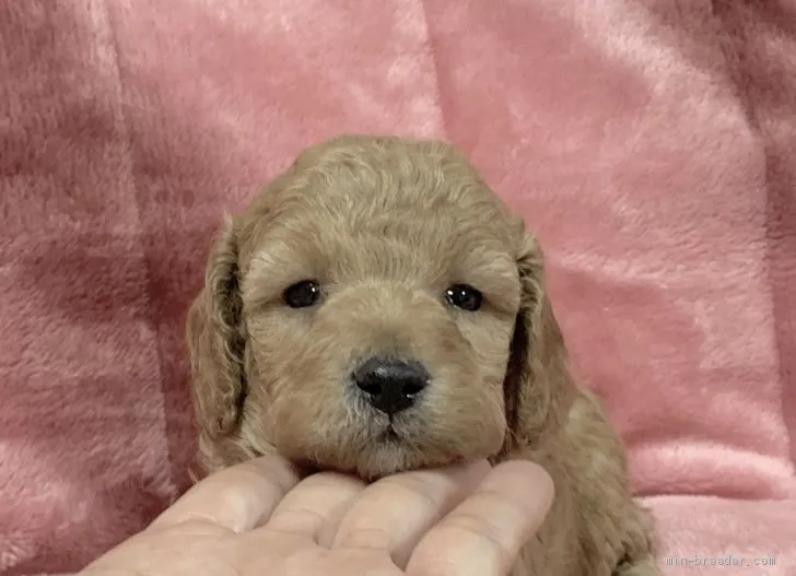 ID：2102-01862の子犬