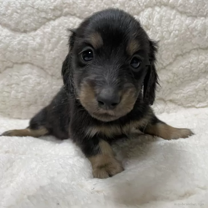 ID:2402-04113の子犬
