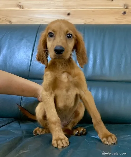 ばにら 様のお迎えした子犬