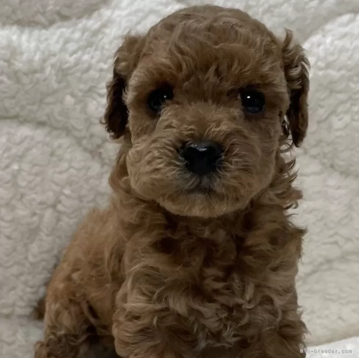 ID:2401-06865の子犬