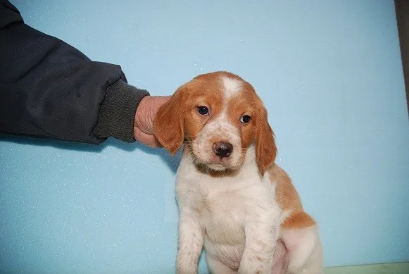 ID:1202-00115の子犬